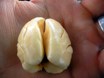 up close section of the ackee fruit