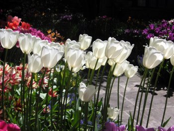 White tulips blooming