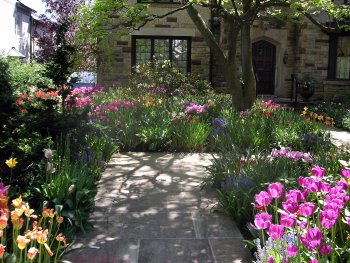 walkway of blooming tulips