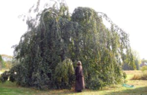 Huge Beech tree