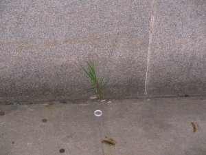 Blades of grass in concrete