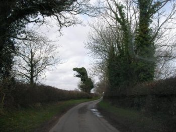 Oak tree in the shape of a dinosaur