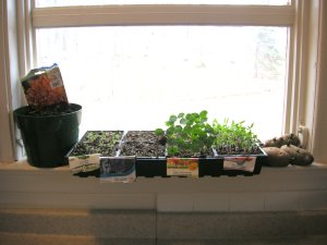 plants on the window sill