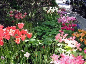 perennials and tulips blooming