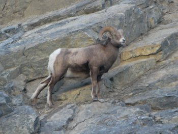 A mountain goat on the side of a cliff